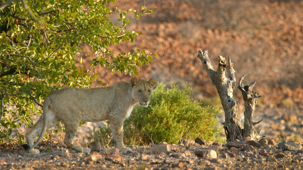 Etendeka Mountain Camp